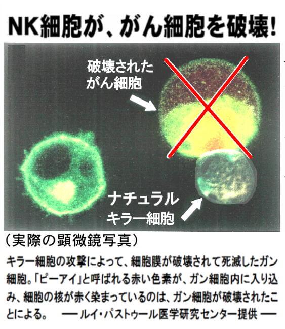 NK細胞が体内で発生した「がん細胞」を発見し、駆除