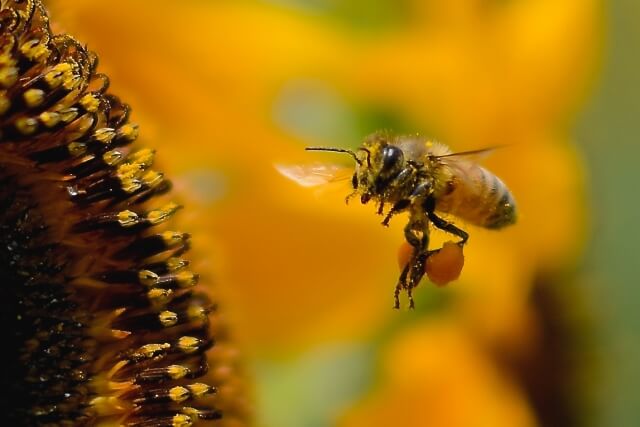 ビーポーレンとはハチミツの花粉