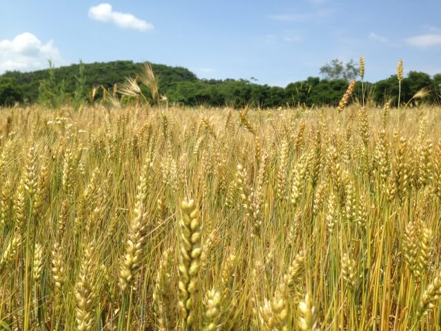 小麦にポストハーベスト農薬