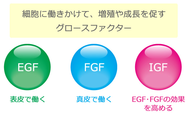 EGFとFGFとIGFの違い